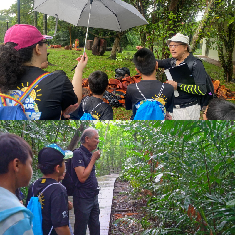 Pasir Ris Mangrove Discovery Journey